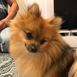 Meet your Posher, Anabelle